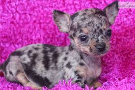 We now have two location under the same management! Chihuahua Puppies For Sale In Pa Petswall