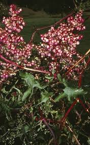 Image result for Rumex sagittatus