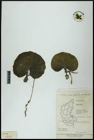 Image result for Nervilia crociformis
