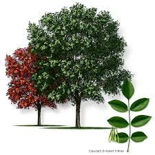 Texas A M Forest Service Trees Of Texas List Of Trees Texas Trees Backyard Garden Landscape Backyard Garden
