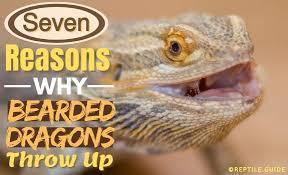 Bearded Dragon Throwing Up 7 Reasons Why How To Help