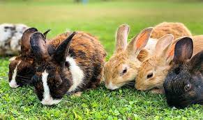 It ranges and depends on a number of factors. How Long Do Rabbits Live In Forests Grasslands Wetlands Meadows