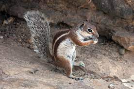 Picture of a ground squirrel. Barbary Ground Squirrel Wikipedia