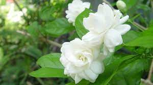 Download free hd wallpapers tagged with jasmine flower from baltana.com in various sizes and resolutions. Lovely Jasmine Flower Wallpapers Hd Image Hoa Ä'áº¹p Hoa Cay