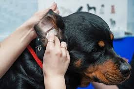 Halıya yapışan saçları temizlemek hiç bu kadar kolay olmamıştır? Kopek Tuylerini Kiyafetlerden Temizlemek Icin 5 Ipucu My Animals