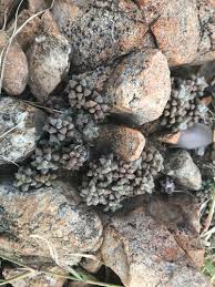 Image result for Anacampseros subnuda