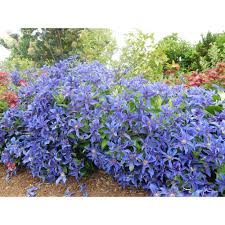 Clinical signs are salivation, vomiting, diarrhea. Pin On For The Plants