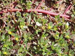Image result for Portulaca oleracea