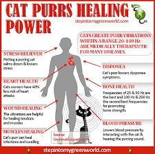 No Message Via Bittopper Cat Purr Healing Cat Purr Purring Cat