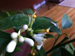 Maybe you would like to learn more about one of these? It Appears That My Blooms Are Turning Into Lemons I M Assuming That The Little Green Nodules That Are Left After The Meyer Lemon Tree Growing Tree Lemon Tree