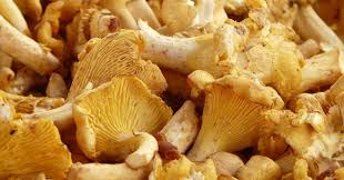 È possibile cucinare i funghi porcini in diversi modi per cui, nei passi successivi di questa guida, vi fornirò una serie di consigli utili su come procedere per ottimizzarne il gusto. Gallinaccio O Galletto Dove Si Trova Periodo Ricette Greenstyle