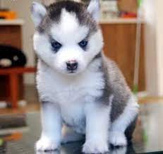 ojos azules siberian husky cachorros de perro cachorros perros husky