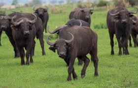Big Five Safaris Tour And Travel Company