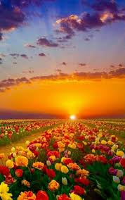 Fiori immagini di pubblico dominio immagini gratis pagina 1 bellissimi fiori immagini gratis su pixabay i fiori più romantici e belli da regalare ad una ragazza foto di gatti e cani cuccioli immagini. Bellissimi Fiori Paesaggi Fotografia Della Natura Foto Di Paesaggi