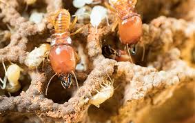 Sterling pest control services pvt. Termite Control Kansas City Ks Augustine Exterminators