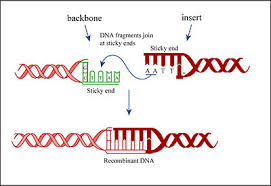 Dna ligase is a special type of ligase that can link two dna strands that have a break in both complementary strands of dna together by creating phosphodiester bond. 20 109 F15 Dna Ligation Transformation Day4 Openwetware
