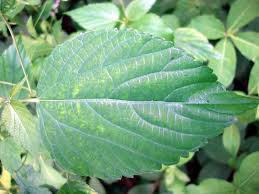 Image result for Acalypha racemosa