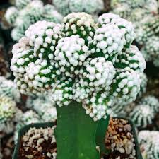 Image result for Cayratia gracilis