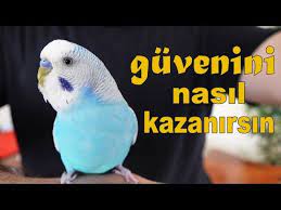 muhabbet kusu guvenini nasil kazanirsiniz 3 adim youtube muhabbet kuslari kusu kus