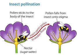 However, these bees are currently suffering from population in fact, research shows that bees are responsible for pollinating approximately 16% of global flowering plants and around 400 agricultural crop plants. Image Result For Pollination Diagram Plant Science Pollination Plant Life Cycle