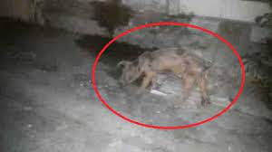 Babi ngepet run to be able to get the money and take it escape through the hole. Heboh Sosok Babi Ngepet Yang Ditangkap Saat Berjalan Santai Di Perumahan Menjerit Seperti Manusia Halaman All Tribun Jateng