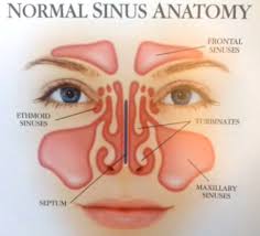 Image result for ct scan deviated septum