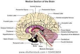 Median Section Of Human Brain Anatomical Structure Diagram Infographic Chart With All Parts Cerebellum Thalamus Brain Diagram Human Brain Diagram Brain Anatomy
