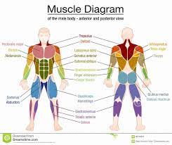 They are further categorized according function such as flexion, extension, or rotation. Human Body Muscles Names Diy Frame Muscular System Front Labels For Study Posters We Ll Also Learn Some Fun Facts