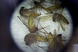 Most people infected with west nile either have no symptoms or experience a mild to moderate illness. 3rt1uzwvwyhwdm
