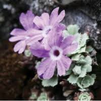 Image result for Primulaceae