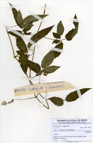 Image result for Cayratia gracilis