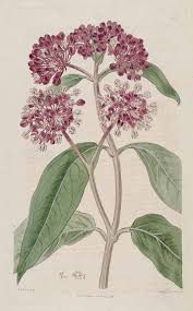 Asclepias Incarnata L Swamp Milkweed Milkweed Art Botanical Illustration Vintage Flower Drawing