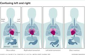 Feb 21, 2018 · the human body worksheets. How Do Bodies Map Out Left And Right