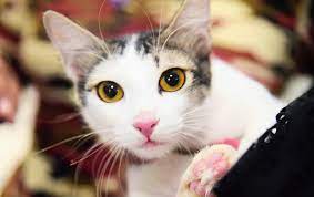 Keeping Tab On Cats Telegraph India