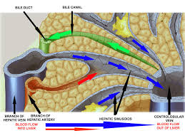 Lobules can have irregular shape, portal triads cannot be find at every edge. Epos Trade