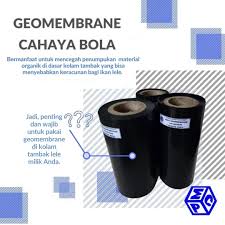 Sakit kuning pada bayi baru lahir tidak berbahaya dan biasanya dapat disebabkan oleh beberapa kondisi yang berbeda, meskipun sering kali merupakan akibat fisiologis normal dari hati yang belum matang pada bayi baru. Jenis Penyakit Yang Sering Menyerang Ikan Lele Wajib Tahu Ya Pt Mutiaracahaya Plastindo