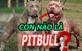 Pit bull là một giống chó nhà có nguồn gốc từ châu mỹ, được nuôi ở anh và nuôi để làm vật giữ nhà và cũng được sử dụng trong những cuộc chọi chó. Ngtcquj9n1o2bm