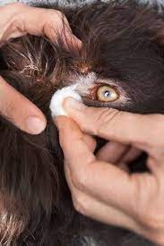 How To Clean A Dog S Eye Infection Eye Infection In Dogs Dog Allergies Remedies Dog Eyes