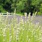 2026 Lavender Farm Fest