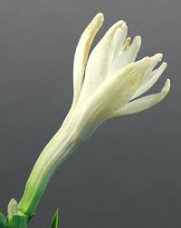 Image result for Polianthes tuberosa