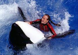 Bi kịch nữ huấn luyện viên chết trong hàm 'học trò' cá voi sát thủ |  baotintuc.vn