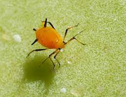 You'll need to hold the milkweed plant with your other hand to avoid stem breakage. Aphis Nerii Wikipedia