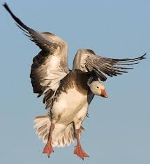 Snow Goose Blue Phase Snow Goose Hunting Snow Goose Waterfowl Taxidermy