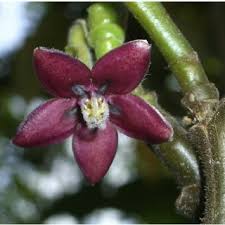 Image result for Neoschumannia