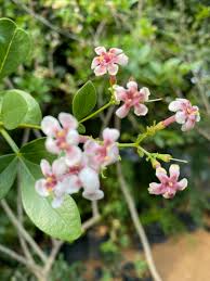 Image result for Schrebera alata