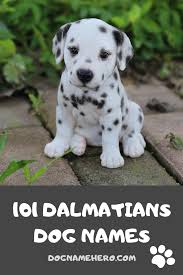 101 Dalmatians Dog Names Dog Name Hero Dog Names Cute Names For Dogs Girl Dog Names