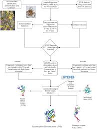 Image result for Multidentia crassa