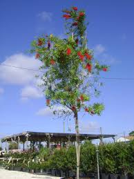 Deadhead bottle brush shrubs in late august after flowers have faded. Buy Bottlebrush Tree In Tampa Brandon Riverview Apollo Beach