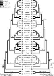 Image result for Sarcophrynium