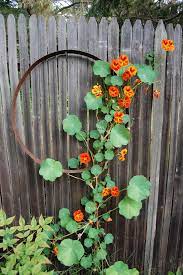 Climbing Nasturtium Plants Garden Inspiration Garden Vines